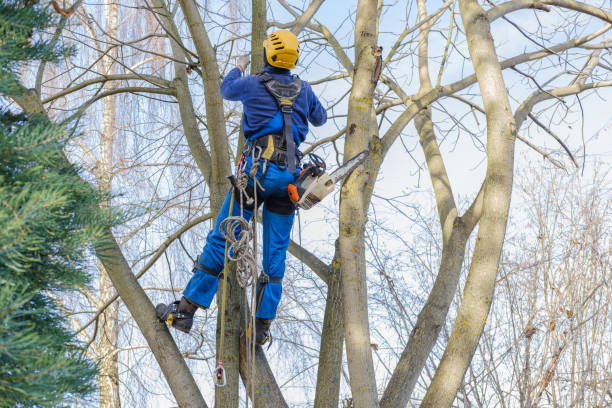 How Our Tree Care Process Works  in  Brooklawn, NJ